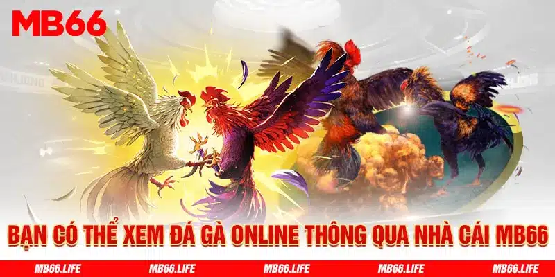 Bạn có thể xem đá gà online thông qua nhà cái Mb66