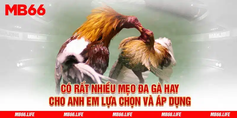 Có rất nhiều mẹo đá gà hay cho anh em lựa chọn và áp dụng