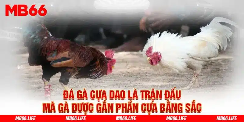 Đá Gà cựa dao là trận đấu mà gà được gắn phần cựa sắc như dao