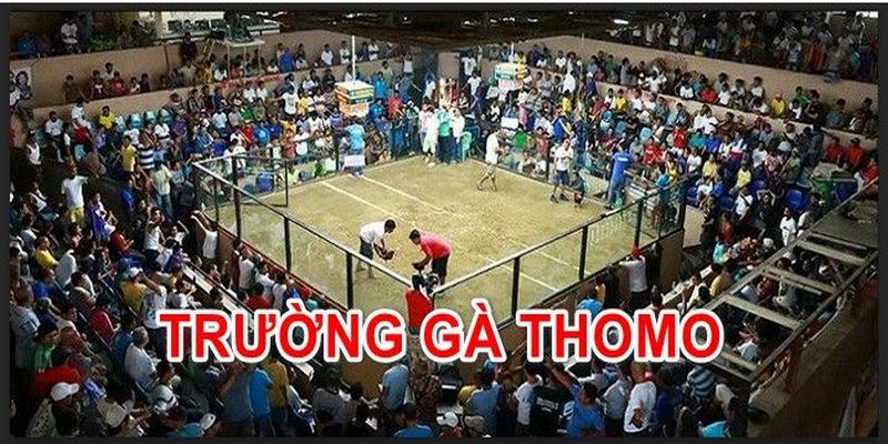 Đấu trường Thomo chơi đá gà thoải mái