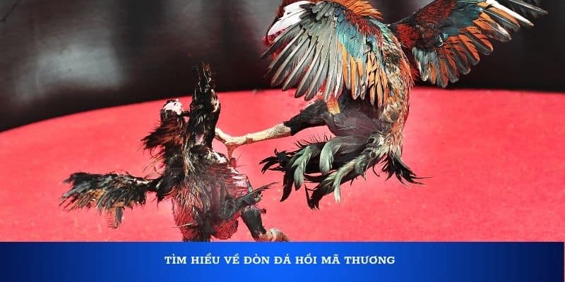 Tìm hiểu về đòn đá hồi mã thương