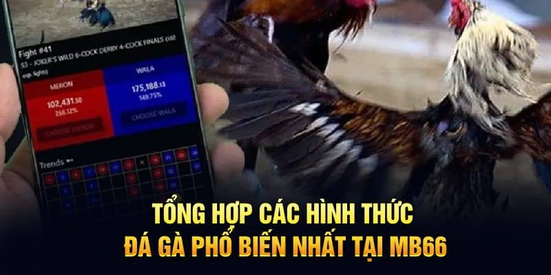 Các hình thức đấu chiến kê siêu hot dành cho thành viên